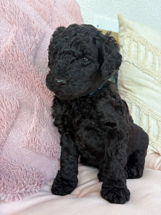 Copyright Pudelzucht.at (c) Pudelzucht.at